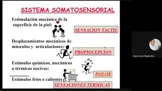 DelgadoHD ♦ Somatoestesia [upl. by Czarra]