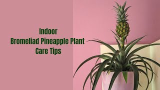 How to Grow Bromeliad Pineapple Indoors 🌿🍍 [upl. by Janene]