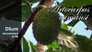 Breadnut Artocarpus camansi [upl. by Ahseinat822]