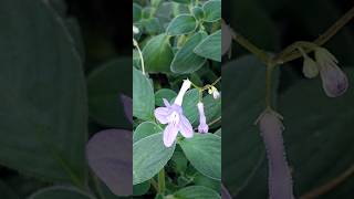 Streptocarpus saxorum [upl. by Prentiss548]