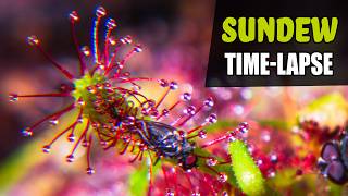 SUNDEW Carnivorous Plant Growing Time Lapse 180 Days [upl. by Carvey]