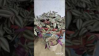 Propagate Wandering jew with results houseplants planterstand indoorplants [upl. by Leticia]