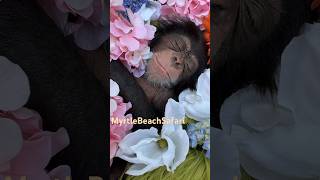 We fixed the full length video Check it out ☮️❤️ chimp baby love chimpanzee [upl. by Tiertza]