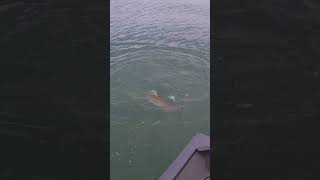 Big Laker on a Fly Rod on Cayuga Lake [upl. by Anej]