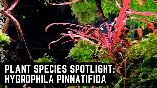 Plant Species Spotlight Hygrophila Pinnatifida  How to Care for Grown and Propagate Hygrophila [upl. by Mohamed]