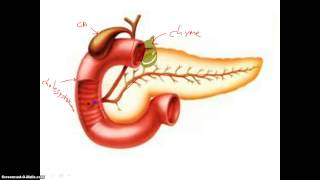 Digestion in Duodenum [upl. by Nongim]