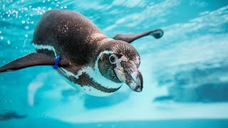 Facts Of A Humboldt Penguin [upl. by Catharine]