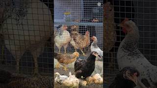 Chicks and chicken അമ്മ കോഴിയും കുഞ്ഞുങ്ങളും 2nd Part [upl. by Aro]