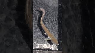 Arowana fish arowana fish cichlids aquariumfish fishtank youtube [upl. by Arul]