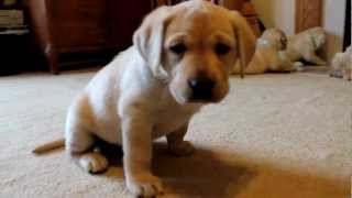 Yellow Labrador Retriever Puppies playing 6 weeks CUTE explosion BucABuc Farm [upl. by Kirsti209]