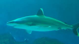 Silvertip Shark  SEA Aquarium Singapore [upl. by Siryt]