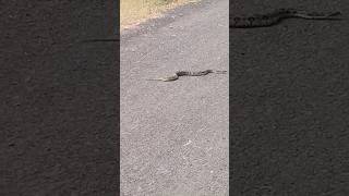 Russell viper snake released in to the nature save snake save nature shorts snake [upl. by Aihsenad128]