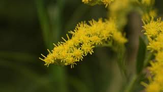 Solidago chilensis vara de oro [upl. by Lenoil]