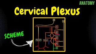 Cervical Plexus EASY Scheme  Anatomy [upl. by Yance223]