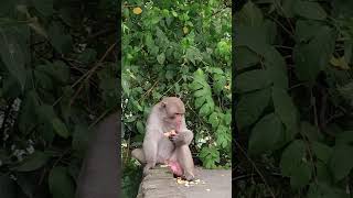 monkey action movie shorts ytshorts comedy trendingshorts facts subscribers [upl. by Ideih]