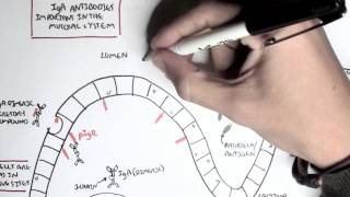 Part III  Mucosal Immunity IgA antibodies [upl. by Obellia447]