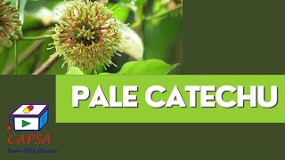 Pale Catechu vs Black Catechu Key Differences and Applications [upl. by Akehsay630]