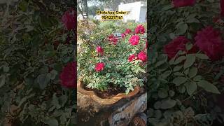 Top 1 best blooming Rose Plant Available [upl. by Tabatha]