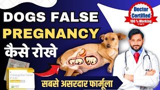 False Pregnancy  Pseudopregnancy in Dogs  Signs  Symptoms  Treatment  How to Stop 🛑 Milk Hindi [upl. by Milde]