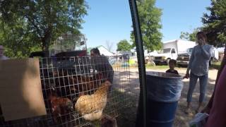 Missouri Poultry Swap Meets Auctions amp Events June 1st  4th 2017 Part 3 [upl. by Weitzman]