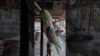 Loving Parrot [upl. by Man]