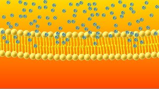 Diffusion Animation [upl. by Olga]