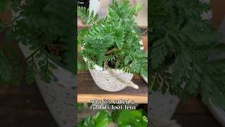 rabbits foot fern  houseplant fern plants [upl. by Llevol]