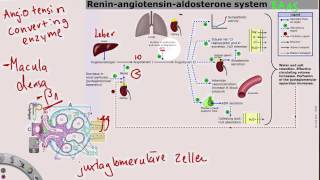 ReninAngiotensinAldosteronSystem [upl. by Anabahs477]