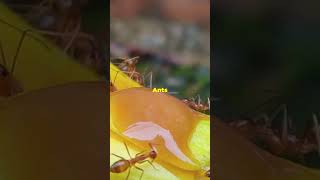 This Ant Can Explode to Defend Its Colony 💥🐜 Mindblowing [upl. by Nosredneh]