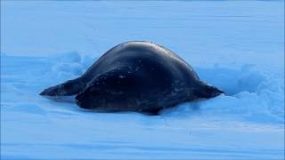 The Weddell Seal getting out to sea ice after Antarctic winter [upl. by Asiluj]