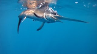 Pesca a Traina Pesci Spada CampR  Swordfish [upl. by Eihtak804]