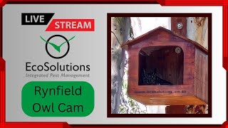 LIVE Rynfield Owl Cam [upl. by Ettenauq]