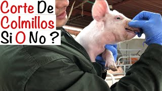 ✂️🐖 CORTE colmillos en LECHONES — HACERLO o no  — CAPÍTULO 64 — PROCESOS ENGORDE DE CERDOS [upl. by Thin112]