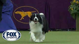 Flick the Border Collie wins the Herding Group  WESTMINSTER DOG SHOW 2018  FOX SPORTS [upl. by Yrruc]