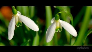 4K Snowdrop Galanthus Schneeglöckchen スノードロップ SWITZERLAND [upl. by Adnauq]