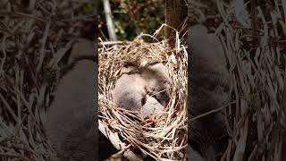 Adorable Encounter Witnessing Wild Babbler Bird Babies Delightful Antics [upl. by Hoes]