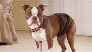 Dog Incontinence and Accidents Drs Foster and Smith Male NoLeak Wraps  DrsFosterSmithcom [upl. by Nolra163]