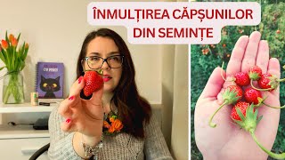 🍓🍓🍓Căpșuni din semințe Cum recoltăm semințele foarte ușor [upl. by Anneres]