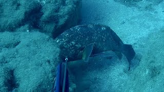 Big groupers Spearfishing Northcyprus [upl. by Christoforo]