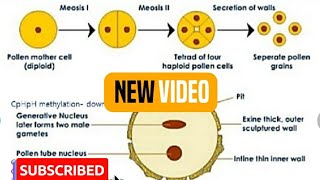 Chapter2Microsporogenesis and development of Male gametophyteBiology 12thNcert [upl. by Rennat622]