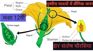 REPRODUCTION In flowering plants [upl. by Shiverick]