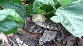 Bothrops asper Video 03 Ferdelance or Common lancehead  Barba amarilla [upl. by Viola337]