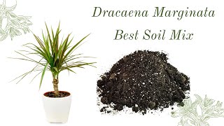 Dracaena Marginata  Best Soil Mix [upl. by Olinde]