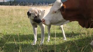 Herdenschutzhunde bei Rindern  Kangals und Hinterwälder [upl. by Yedrahs]