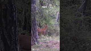 Alzi la mano chi ha la stessa situazione sentimentale del capriolo 🦌 gatto divertente cat [upl. by Roede]