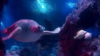 Sea Life Loch Lomond 1080p [upl. by Xuagram]