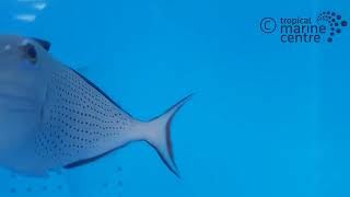 Caribbean Redtail Trigger Xanthichthys ringens [upl. by Atsirhc]