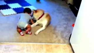 Akita dog attacks babywith a lot of love [upl. by Joab]