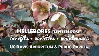 Hellebores  Lenten Rose [upl. by Enoval]