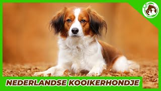 My favorite Dutch breed  The Nederlandse Kooikerhondje [upl. by Ikcim]